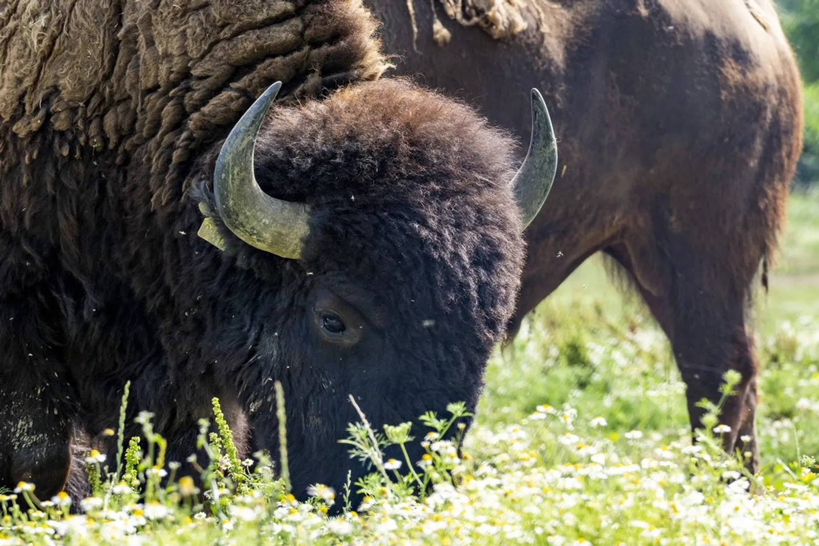 Bisons auf der Weide des Betriebs Massimiliano Gatti