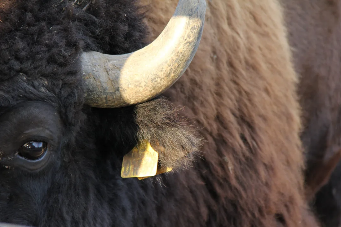 Bison close-up — detailed view