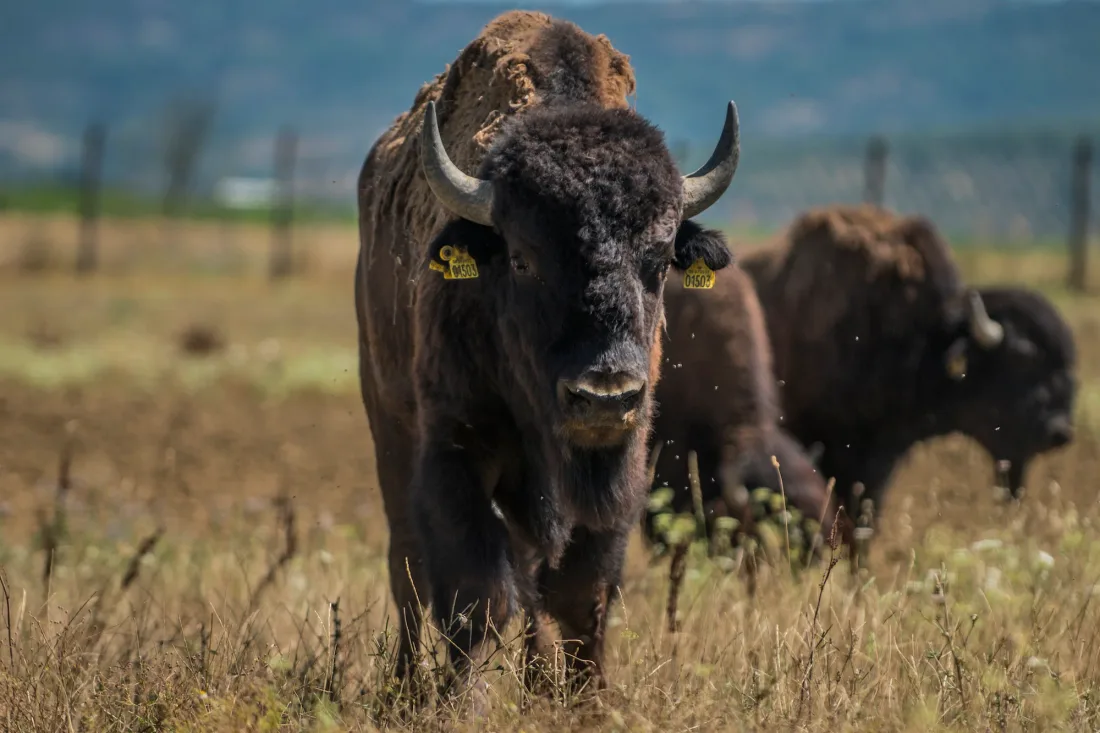 Bison — Carni Pregiate Massimiliano Gatti farm
